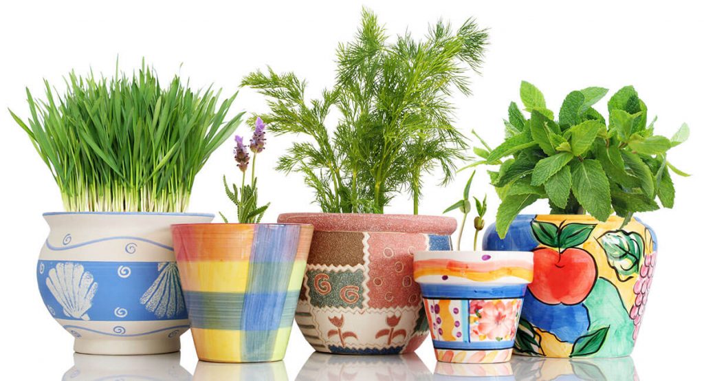 Indoor herb garden, chives, dill and mint in pretty pots