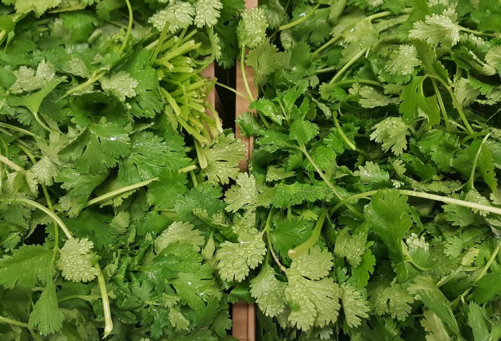 Bunch of cilantro.