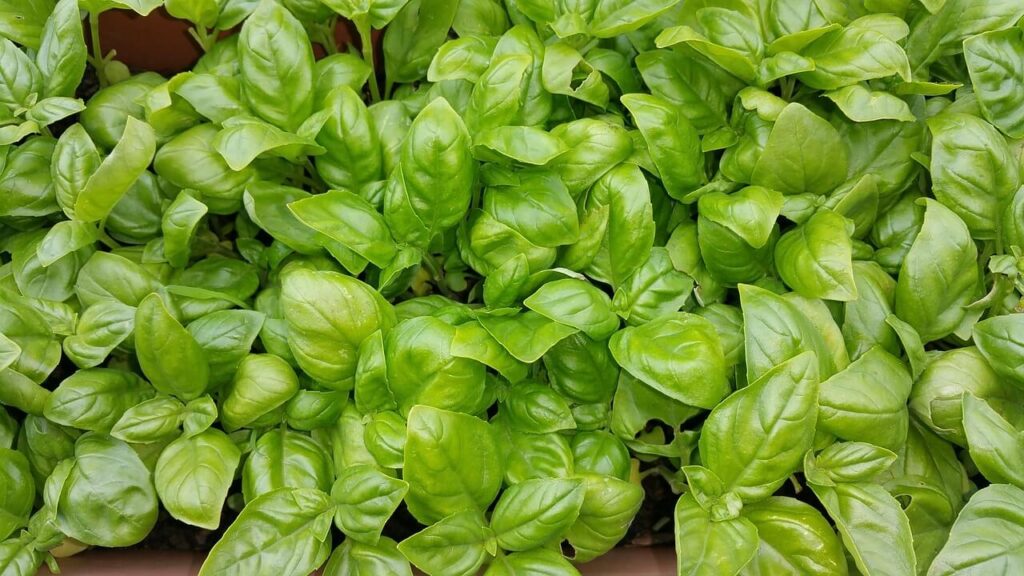 Sweet Basil